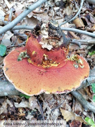 Rubroboletus rhodoxanthus