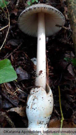 Amanita battarrae