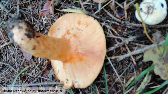 Lactarius salmonicolor