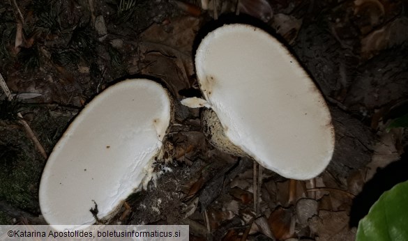 Scleroderma citrinum