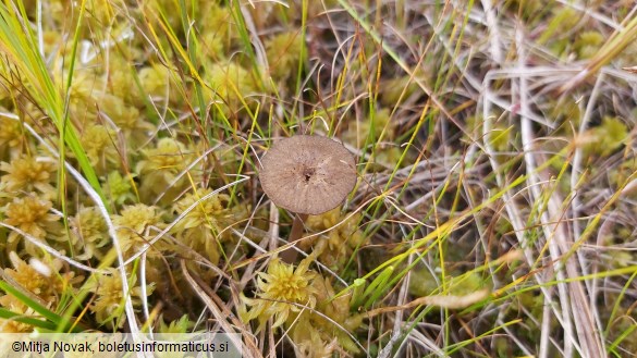 Arrhenia gerardiana