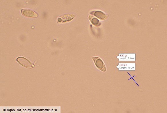Atractosporocybe inornata