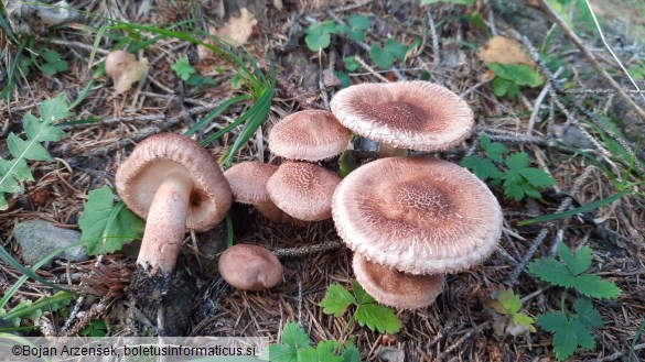 Tricholoma vaccinum