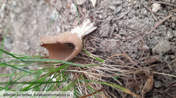 Helvella acetabulum