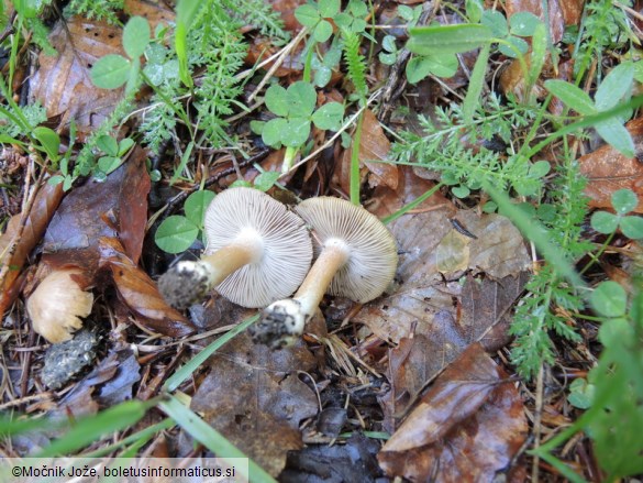 Inocybe queletii