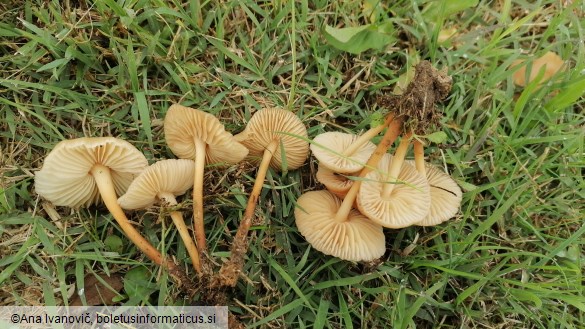 Marasmius oreades