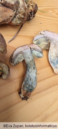 Hortiboletus bubalinus