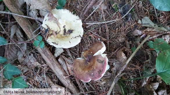 Russula integra