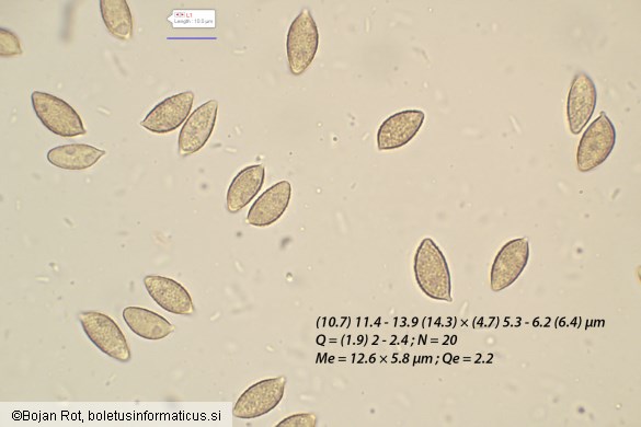 Hebeloma pseudofragilipes