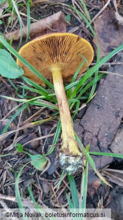 Cortinarius croceus