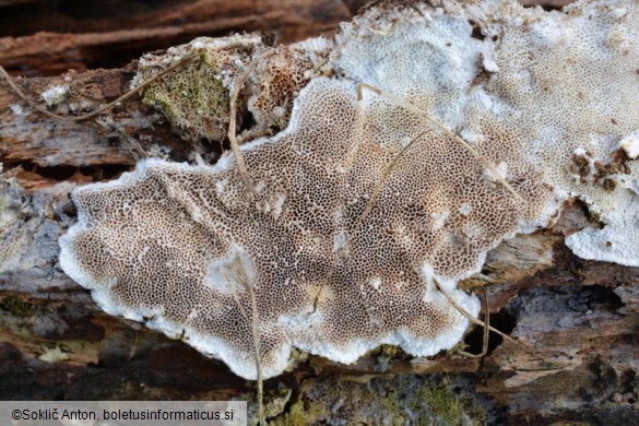 Cinereomyces lindbladii