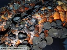 Rutstroemia bulgarioides