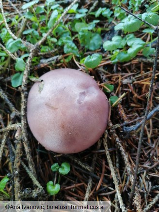 Lepista nuda