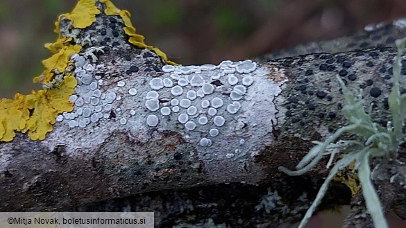 Lecanora chlarotera