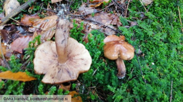 Tricholoma pessundatum