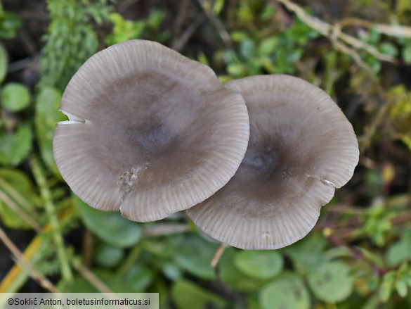 Pseudoclitocybe expallens