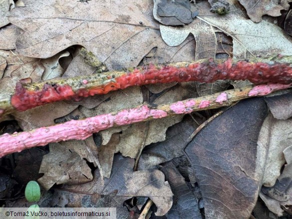 Marchandiomyces quercinus