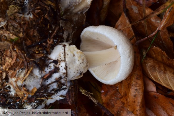 Volvariella surrecta