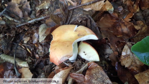 Russula aurea