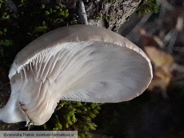 Pleurotus ostreatus