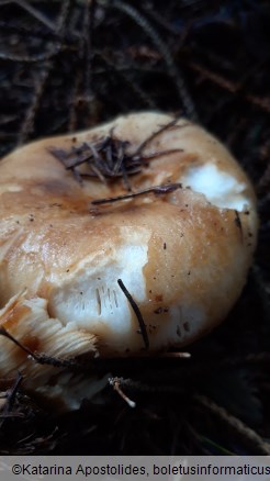 Russula foetens