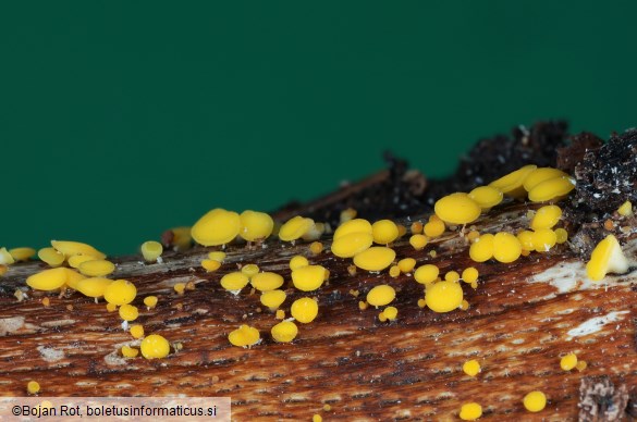 Calycina citrina
