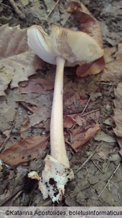 Amanita fulva