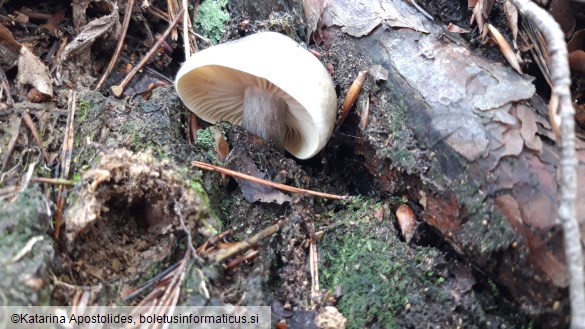 Tricholoma saponaceum