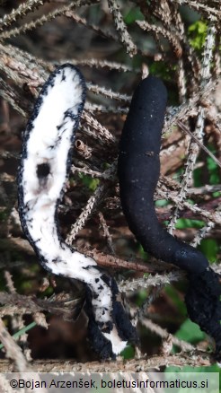 Xylaria polymorpha