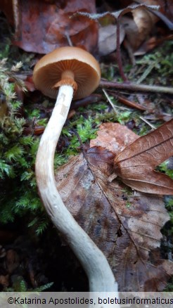 Galerina marginata