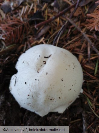 Volvariella hypopithys