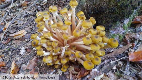 Armillaria mellea