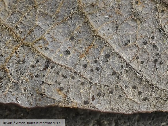 Drepanopeziza salicis