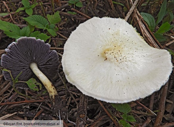 Stropharia rugosoannulata