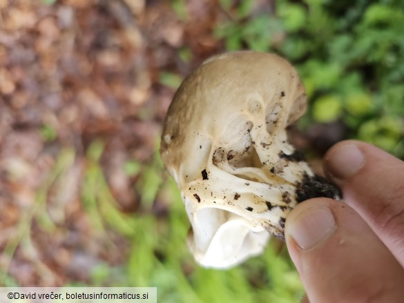 Helvella acetabulum