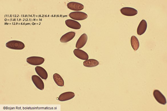 Psathyrella corrugis