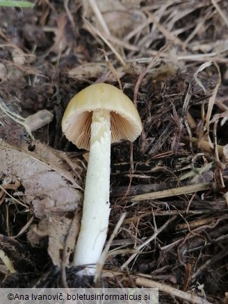Bolbitius titubans