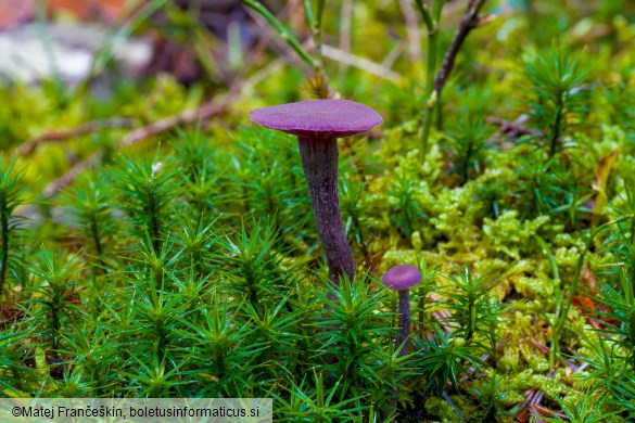 Laccaria amethystina