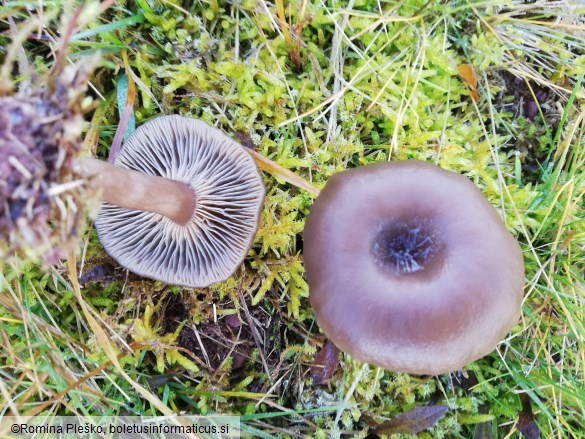 Pseudoclitocybe cyathiformis