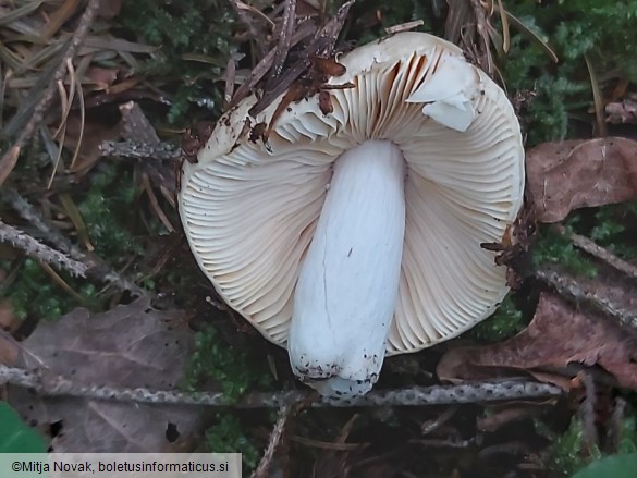 Russula carpini