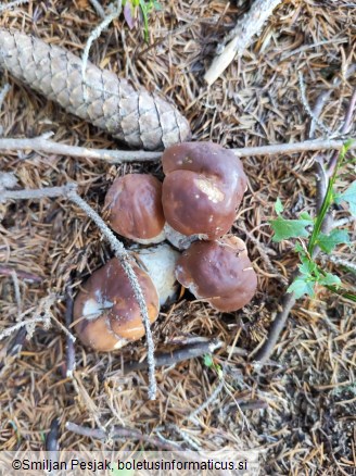 Boletus edulis