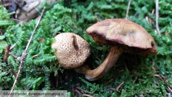 Pseudoboletus parasiticus