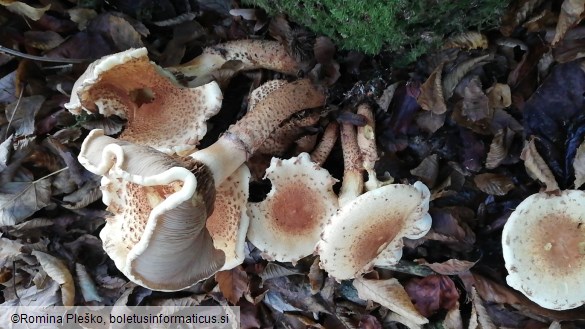 Pholiota squarrosa