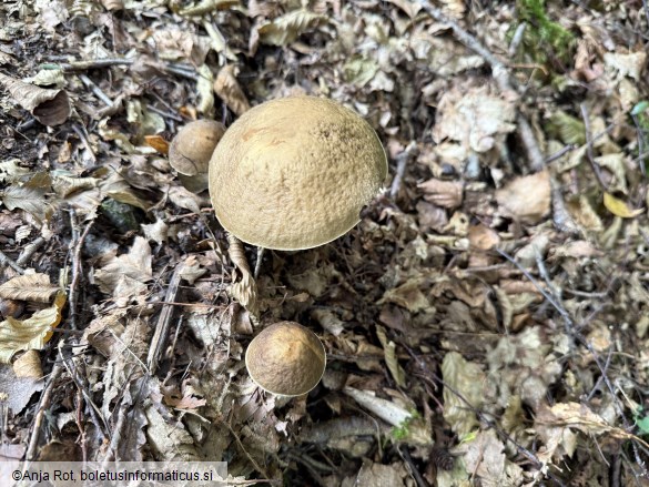 Leccinellum pseudoscabrum