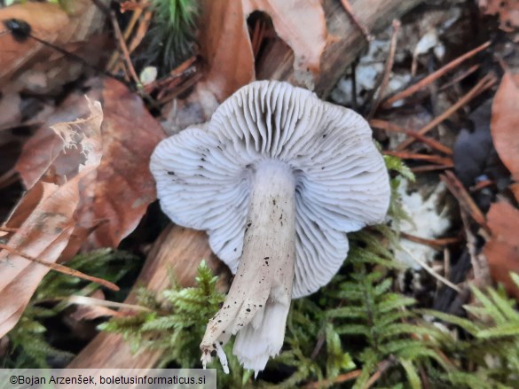 Tricholoma sciodes