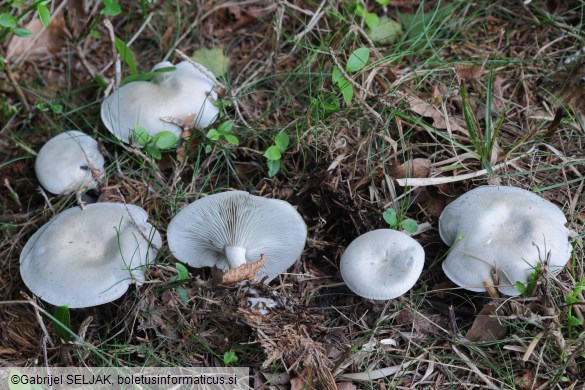 Clitocybe odora