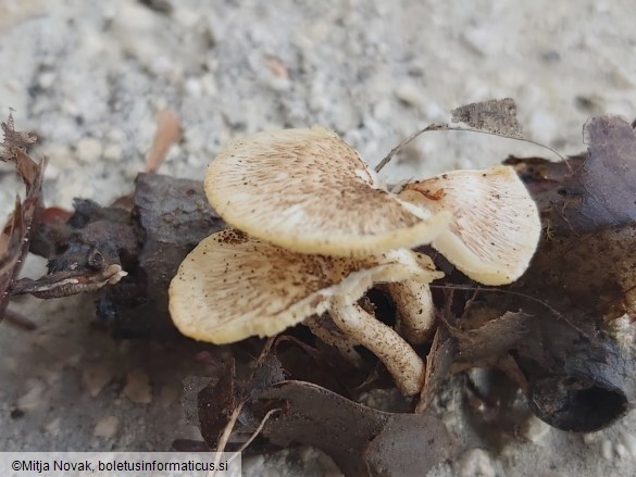 Lentinus tigrinus