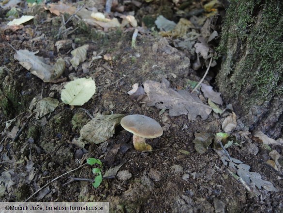 Hortiboletus engelii