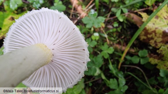 Hygrophorus chrysodon