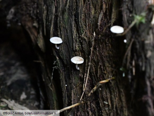 Pholiota scamba